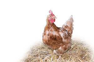 Huhn